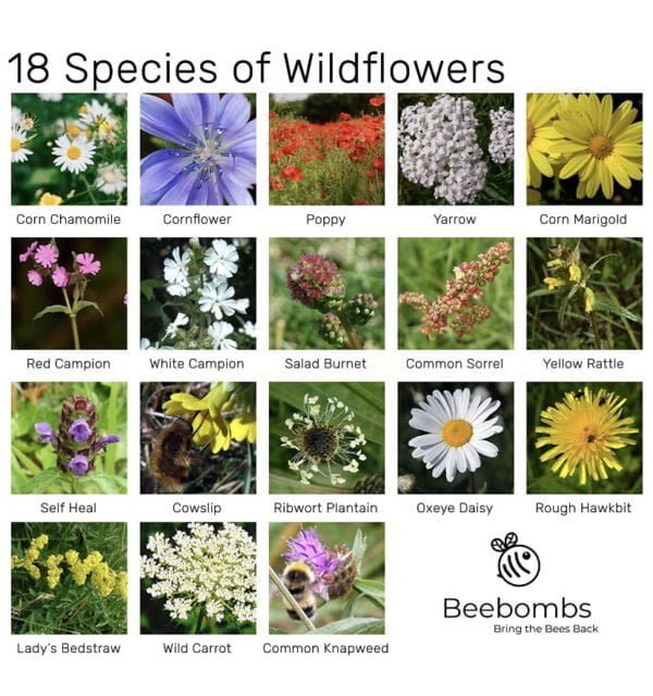 Wild Flower List